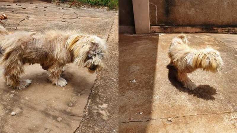 Cachorra com sinais de maus-tratos é resgatada em Campo Grande, MS; VÍDEO