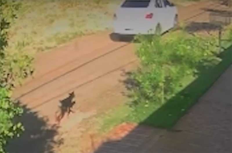 Flagrante: cachorra corre atrás de carro após ser abandonada pelos tutores em Campo Grande, MS
