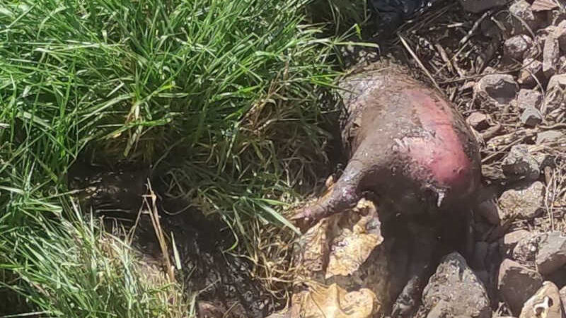 Animais morreram e usina foi multada pelo fato - Crédito: Divulgação/PMA