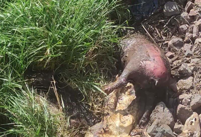 Polícia multa hidrelétrica em R$ 105 mil ao encontrar 13 animais silvestres mortos em turbinas em MS