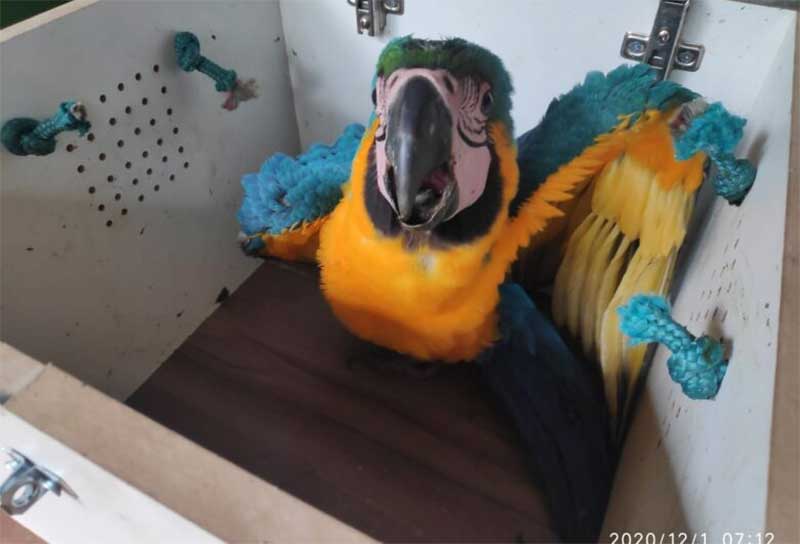 Proposta na Câmara dos Deputados prevê santuários para aves ameaçadas por tráfico e comércio ilegal