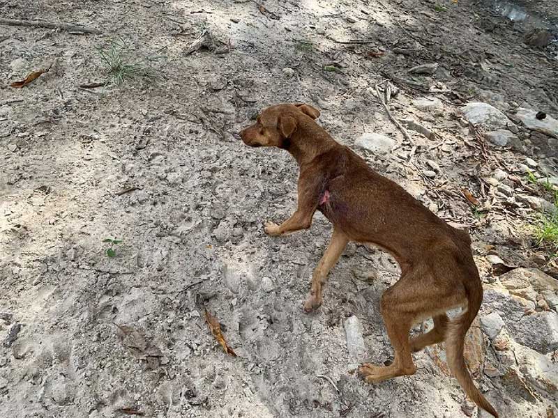 Dois cachorros subnutridos são resgatados após passarem por maus-tratos em zona rural de MT