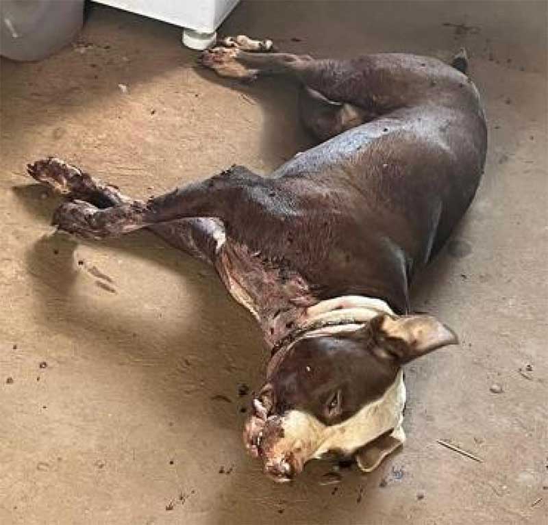 Homem é preso por matar a tiros cachorro da raça pit bull que entrou em sua propriedade, em Nova Mutum, MT