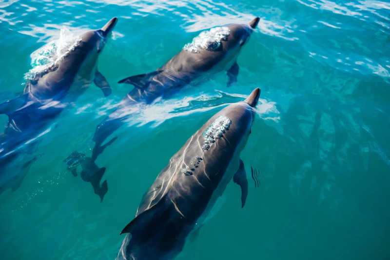 Atividade militar está matando golfinhos no Mar Negro