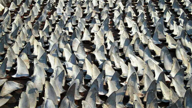 Por causa delas cerca de 70 a 100 milhões de tubarões são cruelmente mortos ao ano. Imagem, Stan Shea/IFAW.