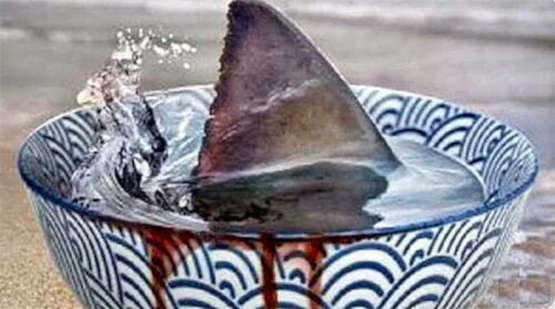 Sopa de barbatanas de tubarões. Imagem, YouTube.