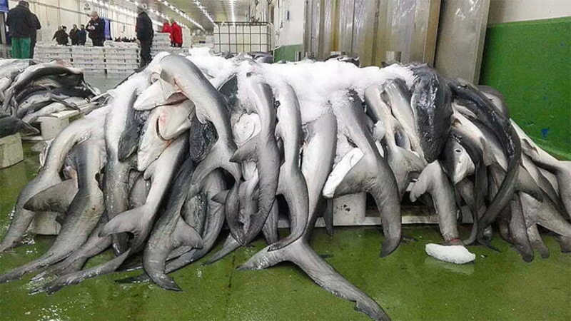 Uma pilha de tubarões azuis cobertos de gelo e vendidos no Porto de Vigo, na Galiza, Espanha.Thaya Mirinda Dinkel/IFAW