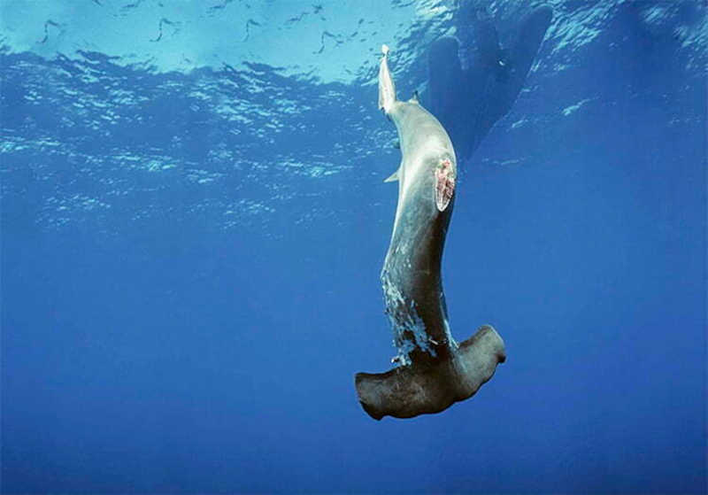 Sopa de barbatanas de tubarões justifica o massacre? Imagem, https://seasave.org/shark.