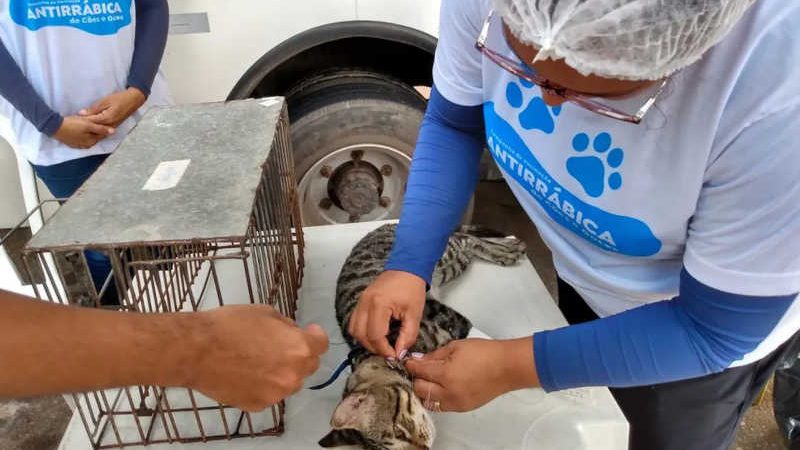 Controle populacional de cães e gatos é feito na Ceasa, no Pará, através da castração. — Foto: Divulgação