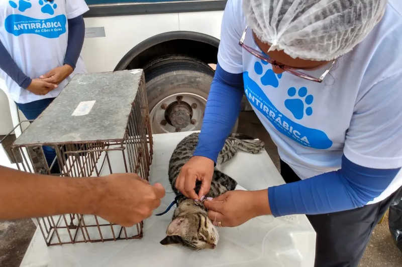 Cães e gatos são castrados no Ceasa de Belém, PA