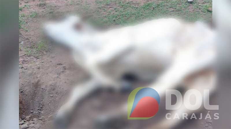 De acordo com informações da Polícia Civil, no local foram encontrados animais bovinos em estado de inanição | Reprodução