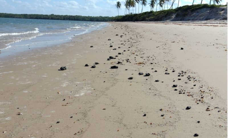 Óleo é encontrado em área de preservação de peixe-boi marinho, na Paraíba