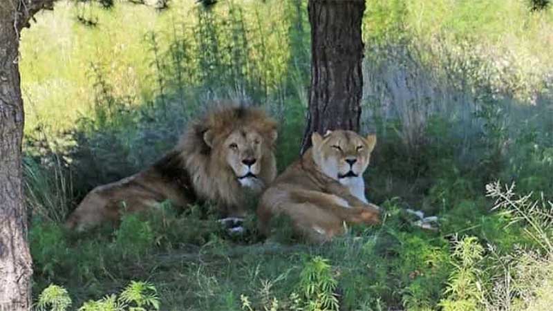 Muñeca e Leo, o casal de leões que se amou até ao fim