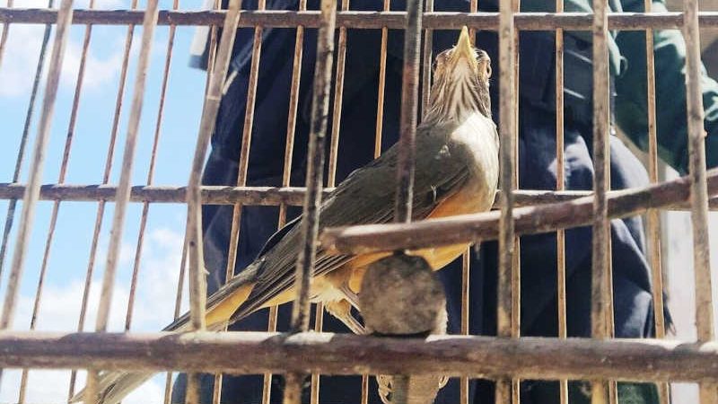 Pássaros serão devolvidos ao habitat - Foto: Divulgação/CPRH