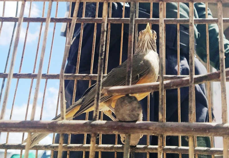 Operação da CPRH resgata 90 pássaros criados ilegalmente em Araçoiaba, PE