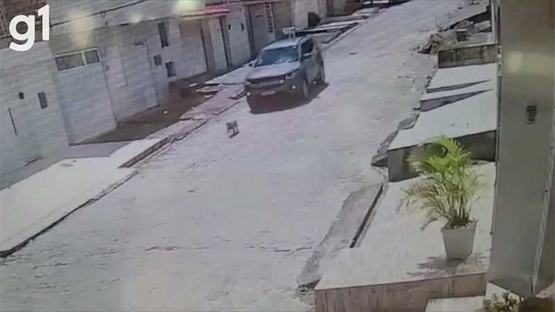 VÍDEO: carro atropela e mata cachorro em Caruaru, PE; polícia investiga o caso