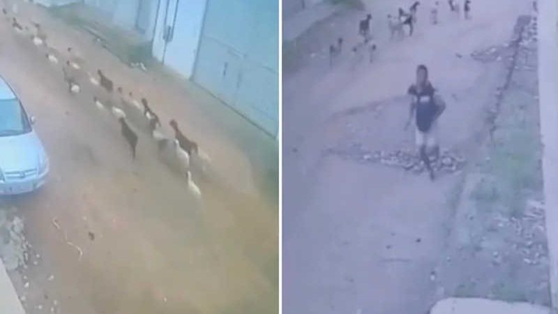 Homem furtou 30 ovelhas em Caruaru e foi flagrado por câmeras de segurança — Foto: Reprodução/WhatsApp