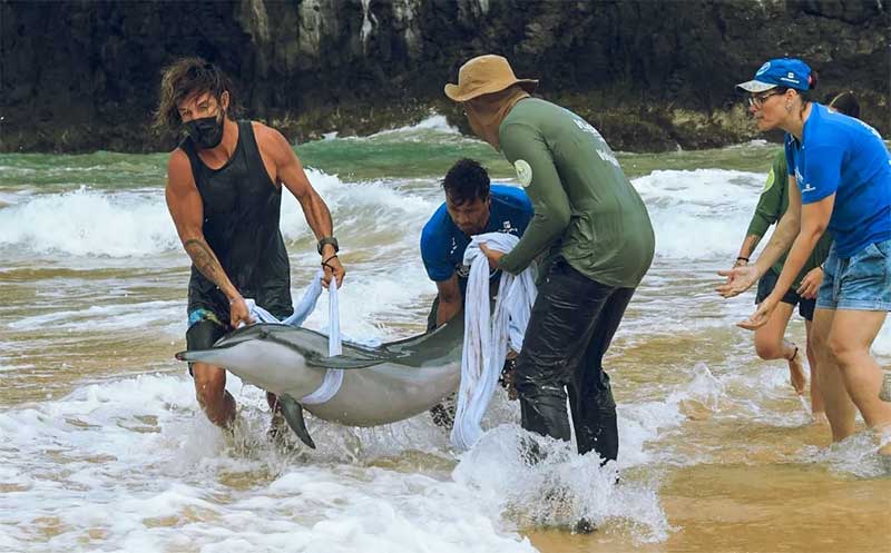 Golfinho encalha em praia de Fernando de Noronha e força-tarefa é realizada para salvar o animal; vídeo