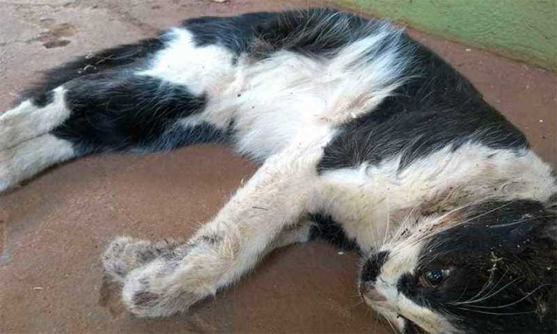 Gatos são mortos com suspeita de envenenamento em Campo Maior, PI