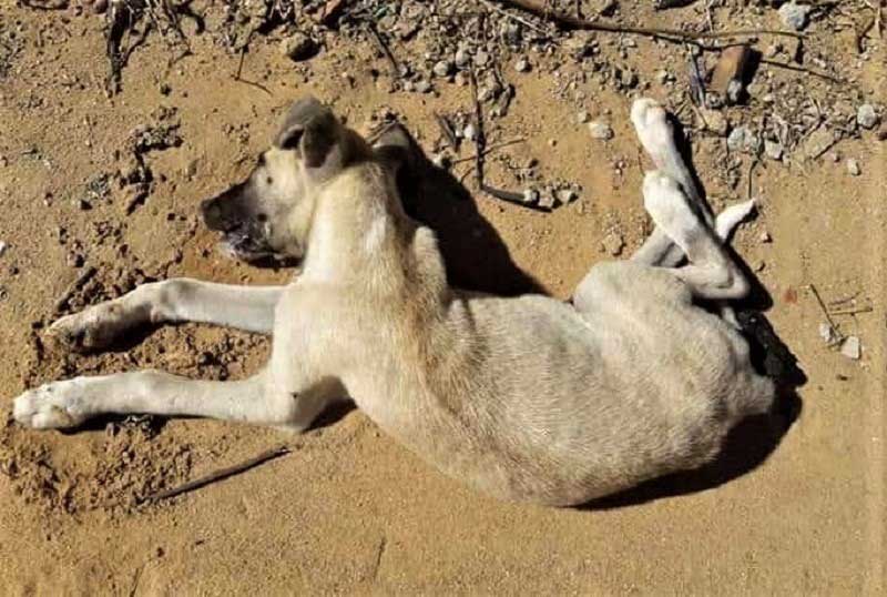 Município cabo-verdiano da Boa Vista denuncia envenenamento de cães na via pública