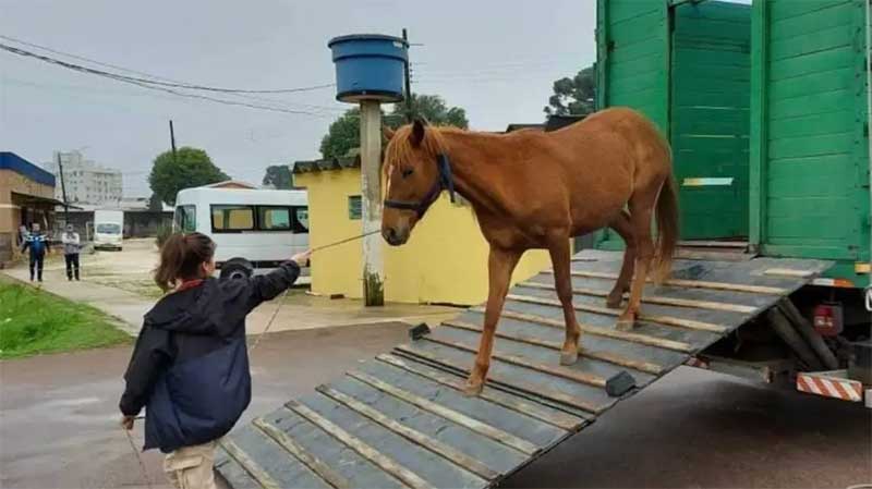 Bandidos invadem centro de referência e levam mais três cavalos em Curitiba, PR