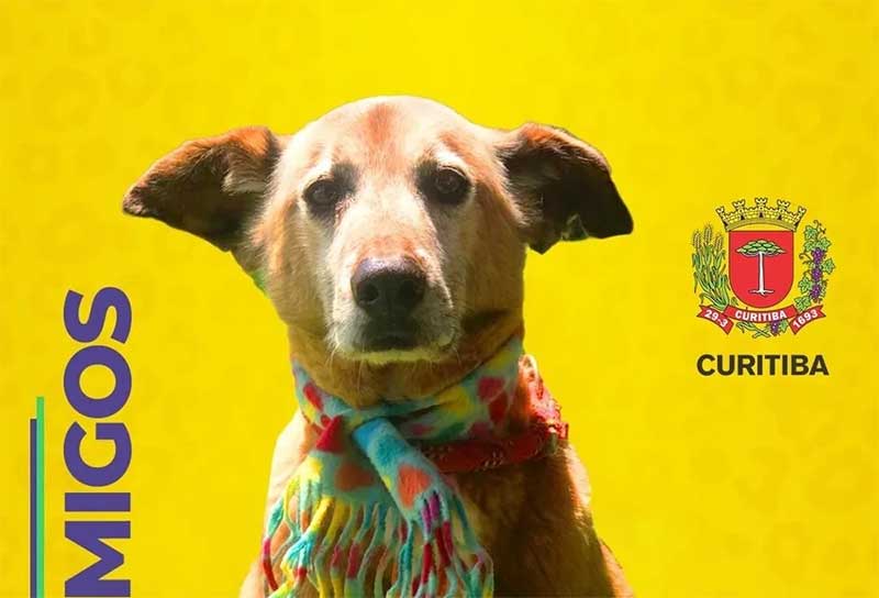 Prefeitura publica lista de cães ‘convocados para adoção’ em Curitiba, PR; veja ‘time’