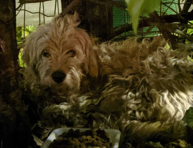Cão estava escondido em arbusto — Foto: Arquivo Pessoal/Fernanda Kogin

