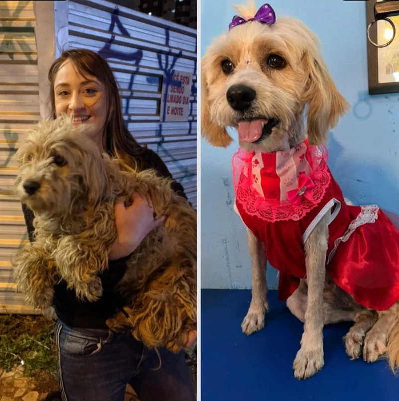 Antes e depois de cão resgatado por Fernanda — Foto: Arquivo Pessoal/Fernanda Kogin

