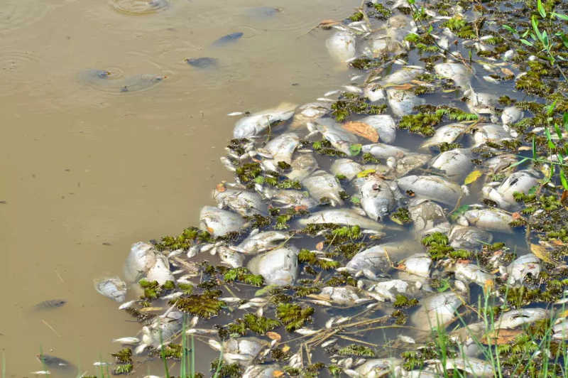 Centenas de peixes são encontrados mortos em lago do Parque Tingui, em Curitiba, PR