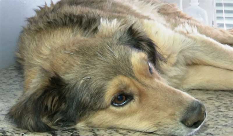 Morre cachorro abandonado por policial ambiental em estrada rural de Guarapuava, PR