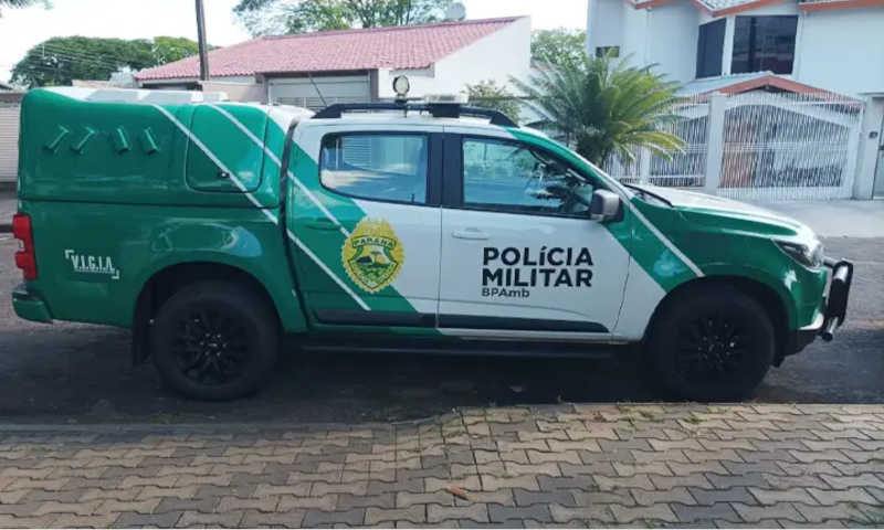 Moradora de Umuarama (PR) chama a Polícia Ambiental após morte de sete gatos no bairro