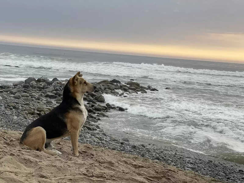 Cachorro olha para o mar todos os dias, esperando por tutor que morreu