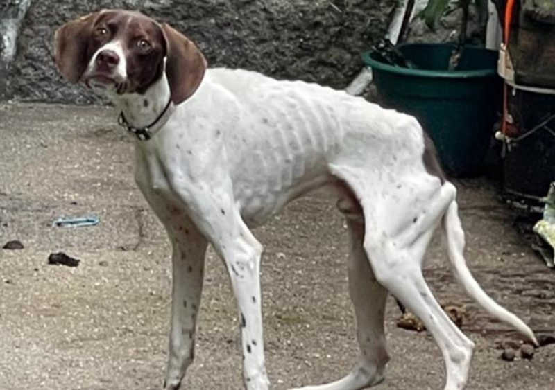 Portugal: encontrado cão subnutrido e ferido em Viana do Castelo, tutora constituída arguida