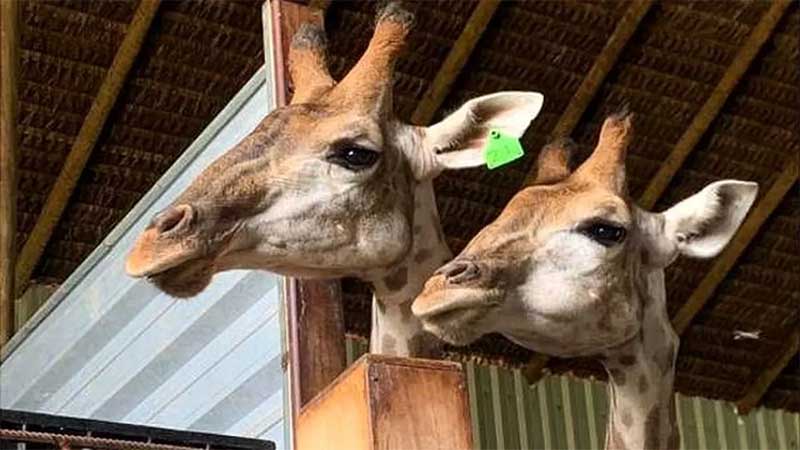 Girafas de resort em Mangaratiba — Foto: Polícia Federal