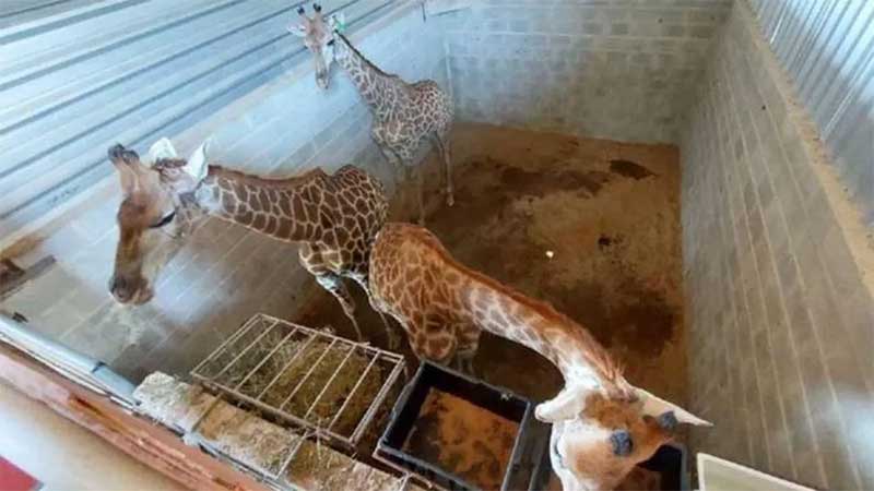 Girafas importadas da África — Foto: Polícia Federal