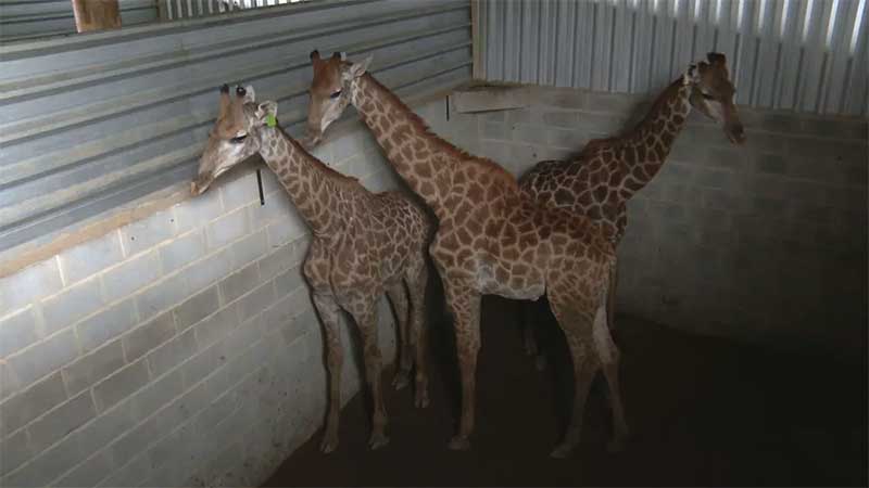 Girafas confinadas em ambientes pequenos — Foto: Reprodução/TV Globo