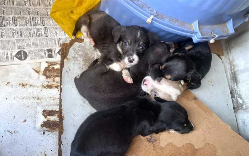 Homem é flagrado abandonando filhotes de cachorro em saco de lixo na Baixada Fluminense
