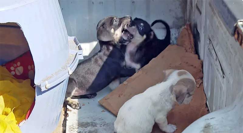 Cachorrinhos são abandonados na caçamba de uma picape Reprodução/TV Globo