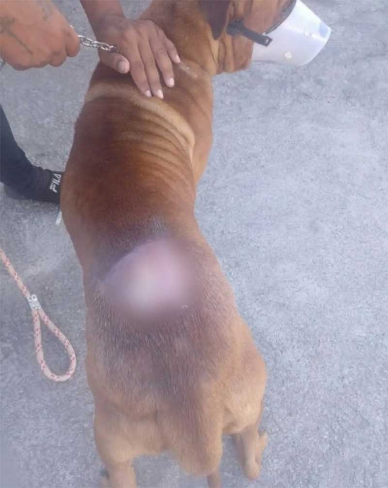Cachorro é vítima de bala perdida em Senador Camará, no Rio