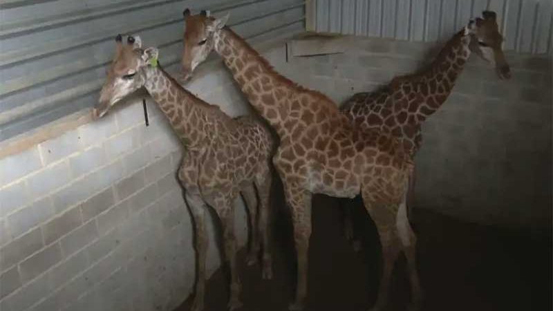 Morte de girafas: após um ano, PF indicia dois servidores públicos e dois representantes do Bioparque. ./Reprodução