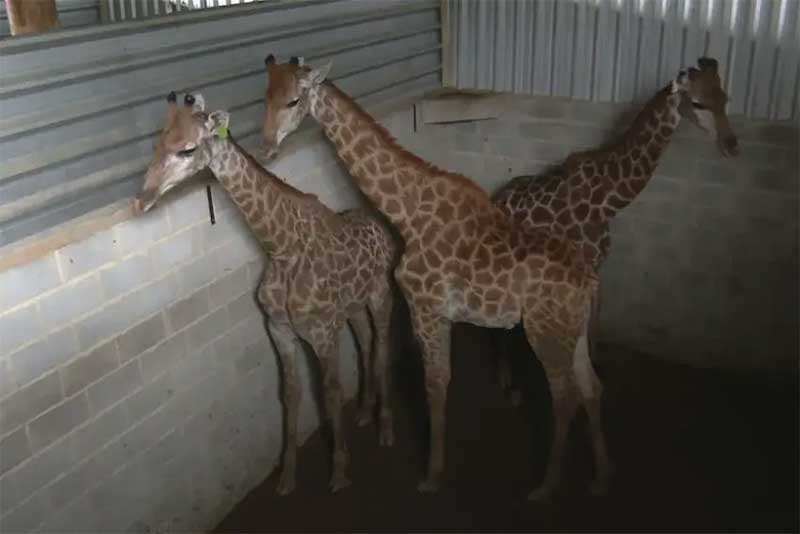 Polícia Federal diz que Bioparque pôs girafas “em verdadeiros depósitos”