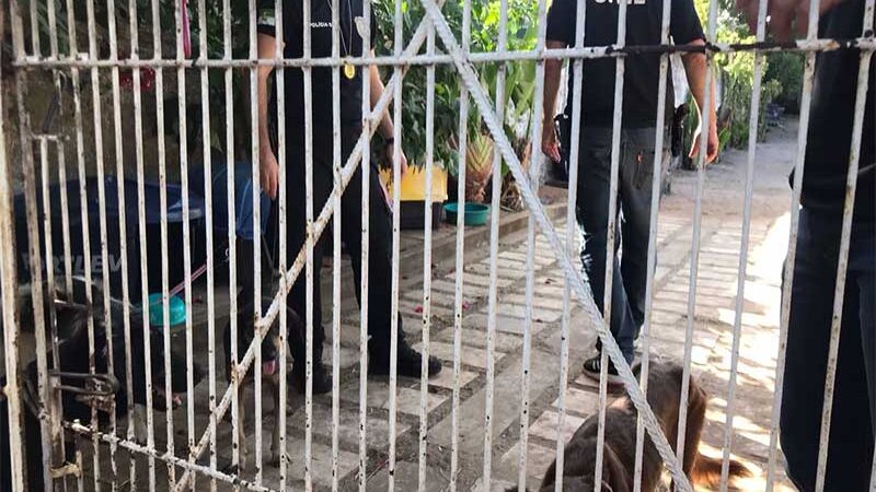Polícia Civil interdita abrigo de animais suspeito de maus-tratos na Grande Natal, no RN