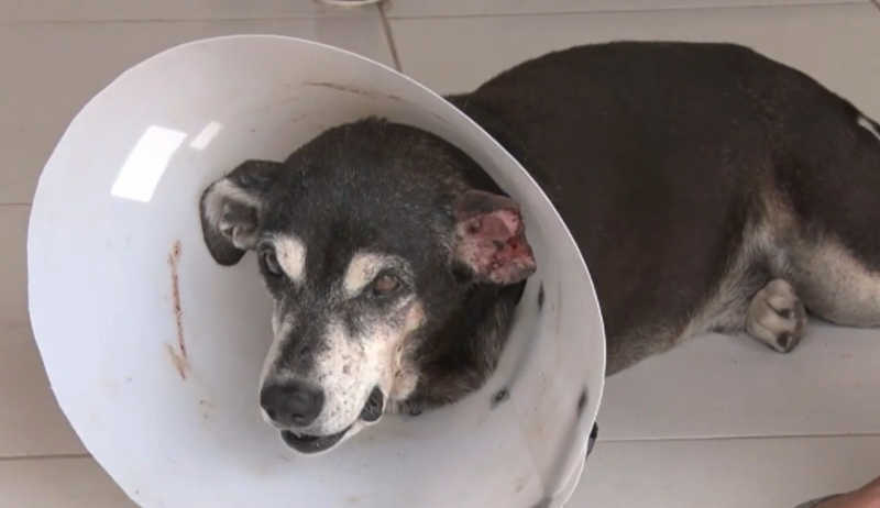 VÍDEO: homem é preso após cortar orelha de cachorro com facão em Natal