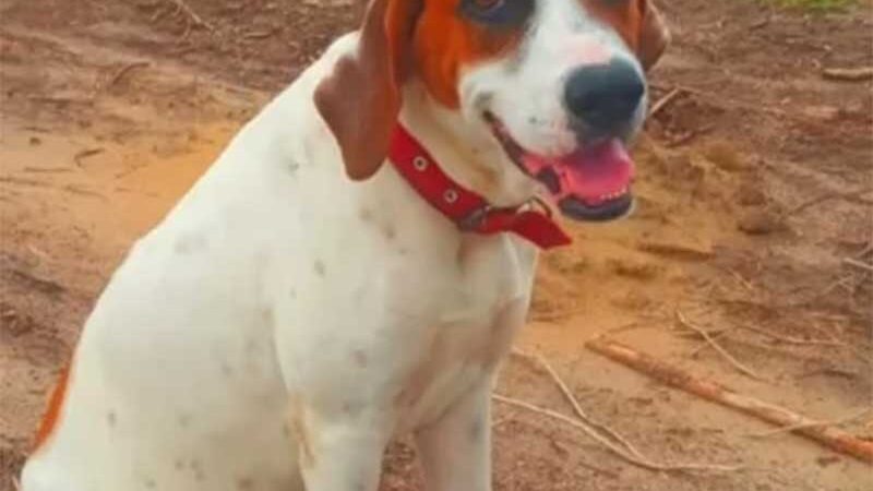 Cachorro é assassinado e suspeito é preso no interior de Roraima