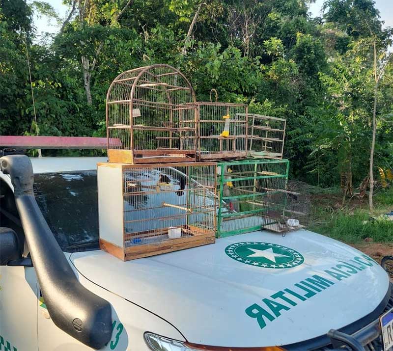 Pássaros presos em gaiolas são soltos pela Polícia Militar em Rondônia
