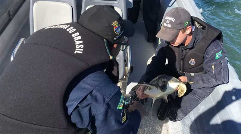 Marinha resgata diversos animais ameaçados de extinção em rede de pesca ilegal próximo da Ilha dos Lobos