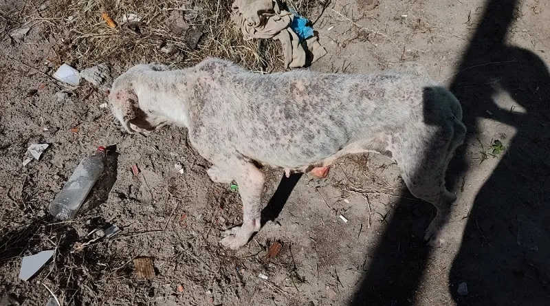 Homem é preso por maus-tratos contra cães em Rio Grande, RS