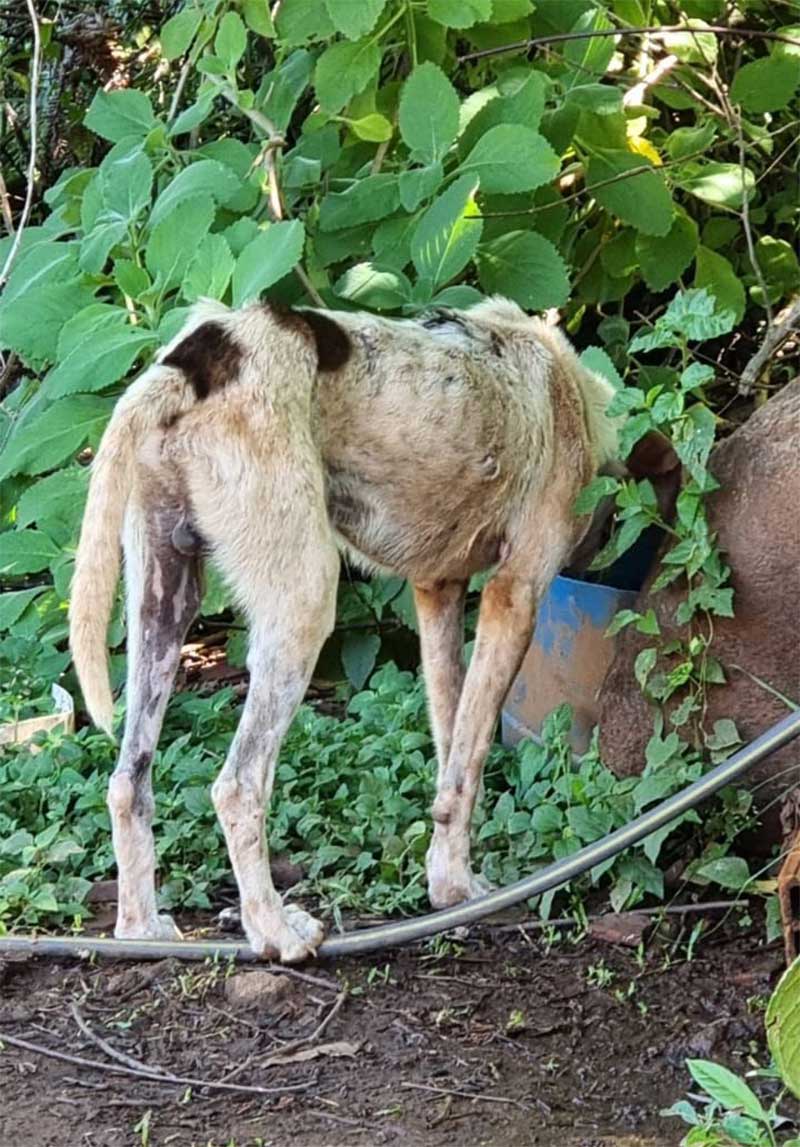 Polícia Civil resgata cães em avançado estado de desnutrição em Rio dos Índios, RS