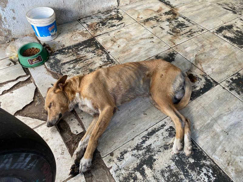 Cão em situação de maus-tratos é resgatado em Santa Cruz do Sul, RS