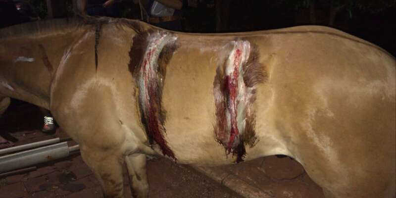 Cavalo é ferido com golpes de facão por homem que “ficou com raiva”, em Tapera, RS